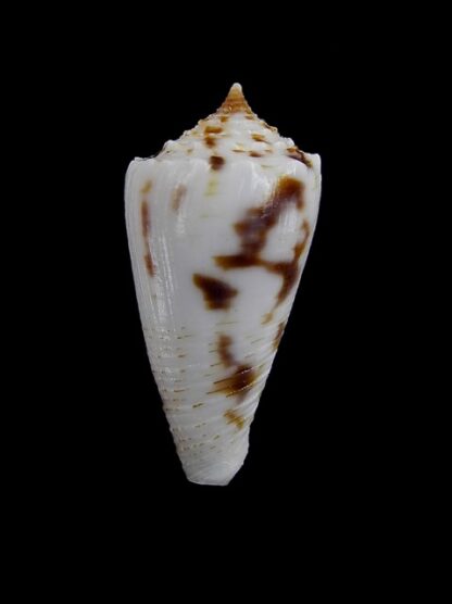 Conus santinii Gem 24,05 mm " Paratype"-5106