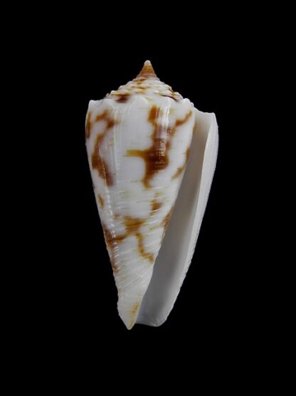 Conus santinii Gem 24,05 mm " Paratype"-5107