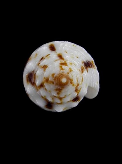 Conus santinii Gem 24,05 mm " Paratype"-5108