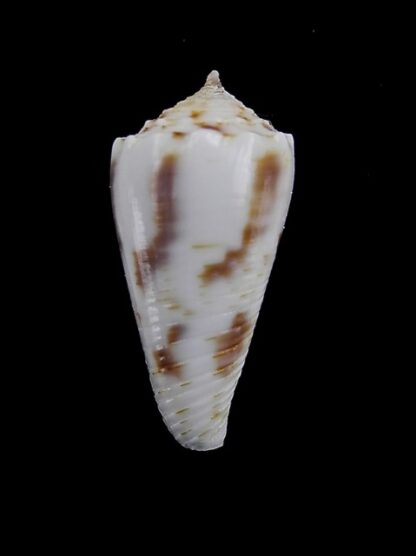 Conus santinii Gem 22,14 mm " Paratype"-5100
