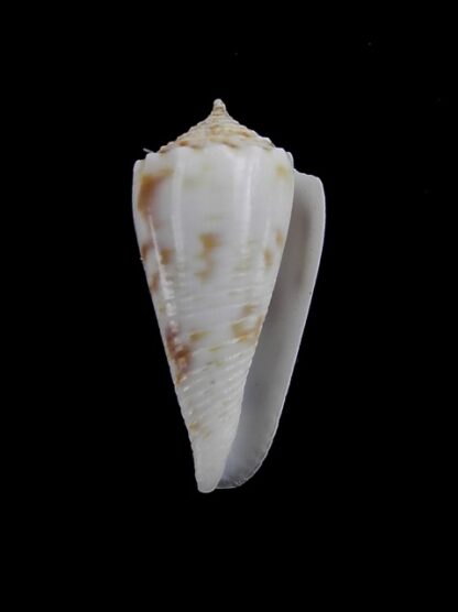 Conus santinii Gem 22,14 mm " Paratype"-5099