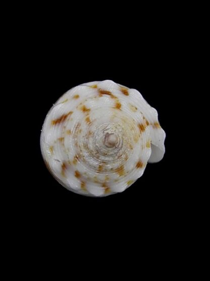 Conus santinii Gem 22,14 mm " Paratype"-5098