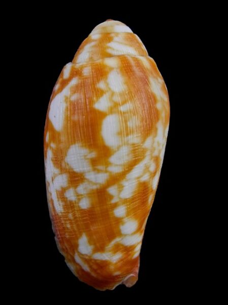 Volutoconus coniformis 57,8 mm F+++-0