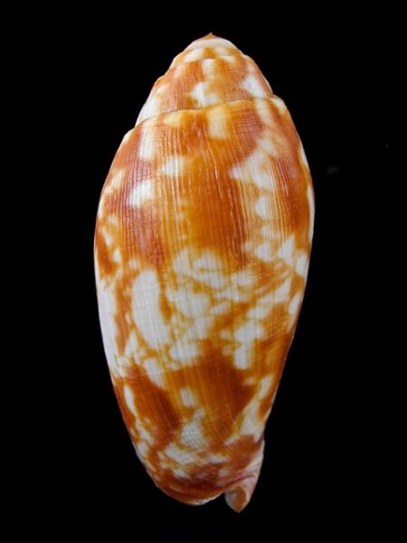 Volutoconus coniformis 75,9 mm F+++/Gem-0