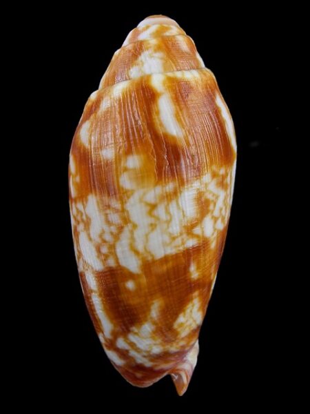 Volutoconus coniformis 78,9 mm F+++/Gem-0