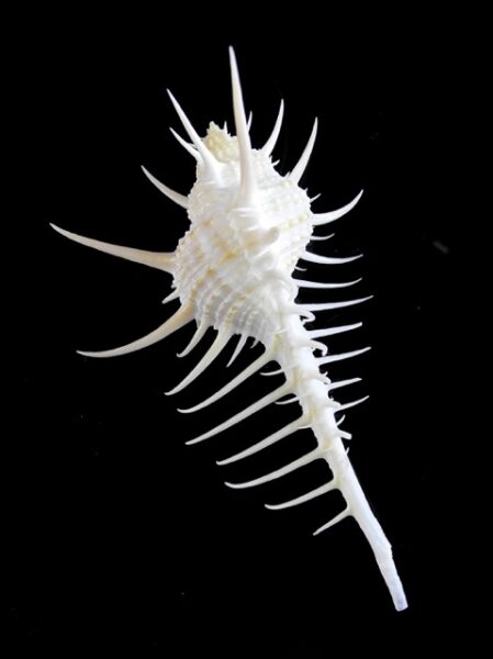 Murex (Murex) queenslandicus 86,8 mm Gem-0