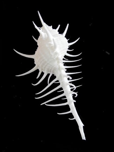Murex (Murex) queenslandicus 81,1 mm Gem-0