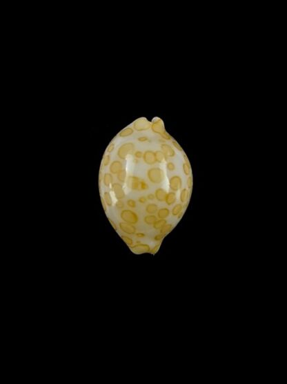 Cypraea mariae 13,5 mm Gem-0