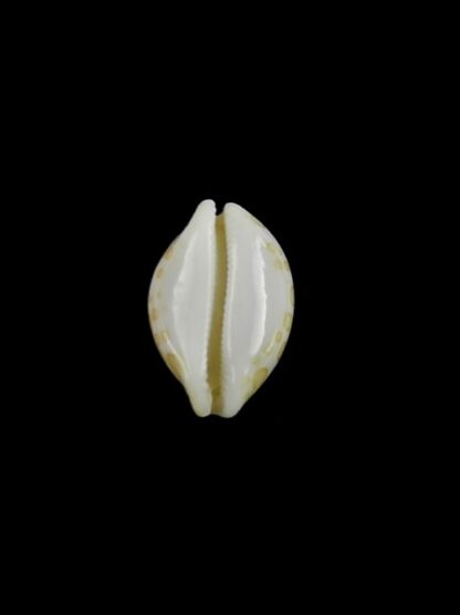 Cypraea mariae 13,5 mm Gem-5515