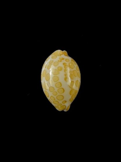 Cypraea mariae 14,7 mm Gem-0