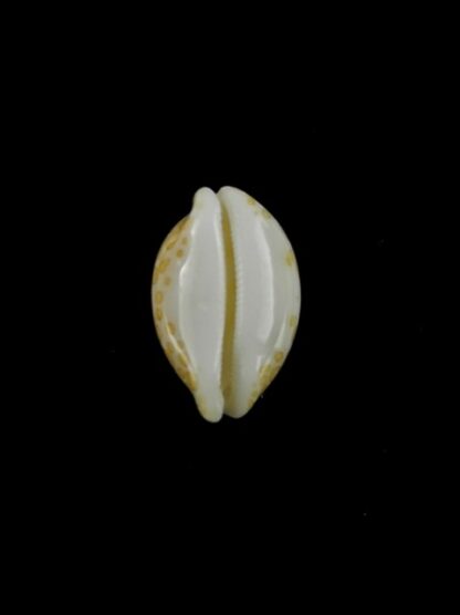 Cypraea mariae 14,7 mm Gem-5522