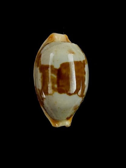 Cypraea stolida crossei. 25,4 mm Gem-0