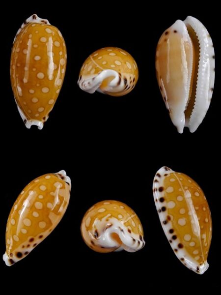 Cypraea cumingii. f. cleopatra " Geant " 24 mm Gem-0