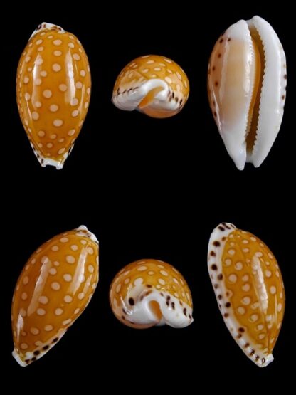Cypraea cumingii. f. cleopatra " Geant " 24,9 mm Gem-0