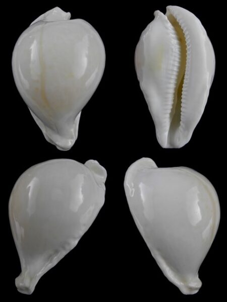 Umbilia capricornica " ALBINO " 69,2 mm Gem-.-0
