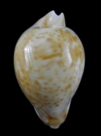 Umbilia hesitata portlandensis Gem 92,7 mm - 88 grms.-0