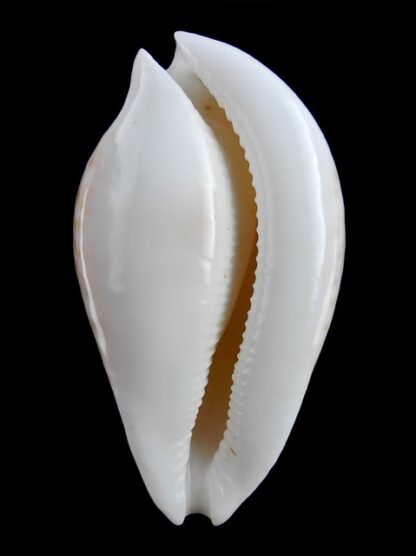 Umbilia hesitata portlandensis Gem 92,7 mm - 88 grms.-6021