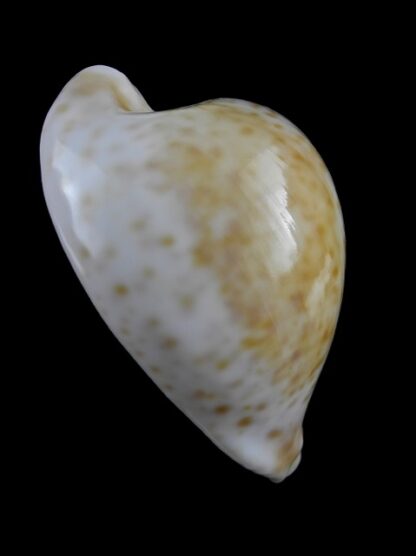Umbilia hesitata portlandensis Gem 92,7 mm - 88 grms.-6022