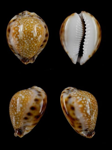 Cypraea lamarckii redimita f. phuketensis 26,4 mm Gem-0