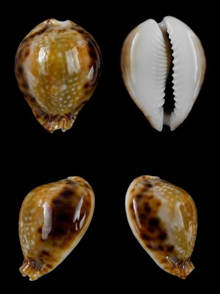 Cypraea lamarckii redimita f. phuketensis 27,5 mm Gem-0