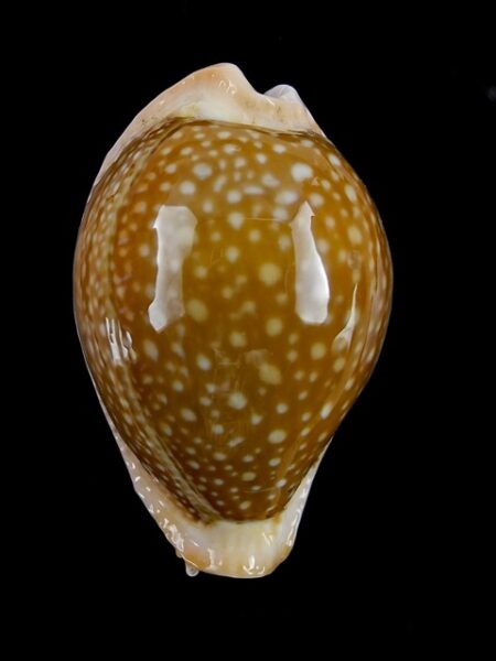 Cypraea miliaris Gem 44,7 mm-0