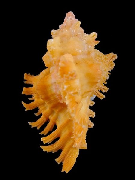 Murex Chicoreus bruneus f. huttoniae Gem 50,8 mm-0