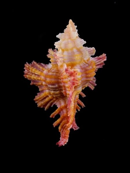 Murex Chicoreus (Chicopinnatus) laqueatus Gem 29,9 mm-0