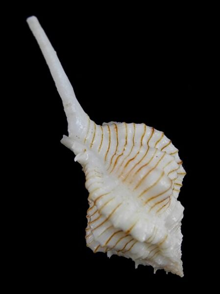Siratus perelegans Gem 57,5 mm-0