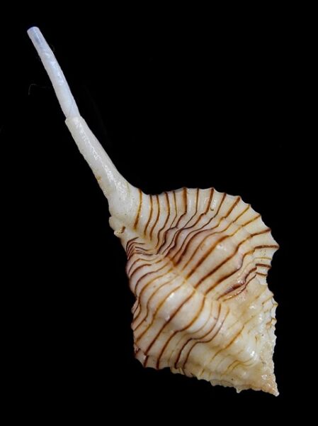 Siratus perelegans Gem 61,9 mm-0