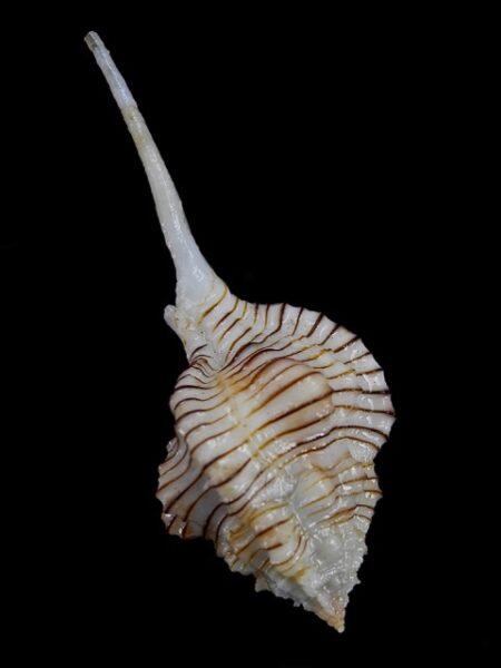 Siratus perelegans Gem 64,6 mm-0