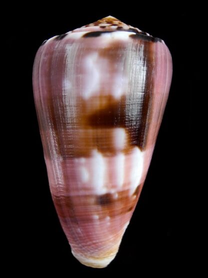 Conus gauguini 72,1 mm Gem-0