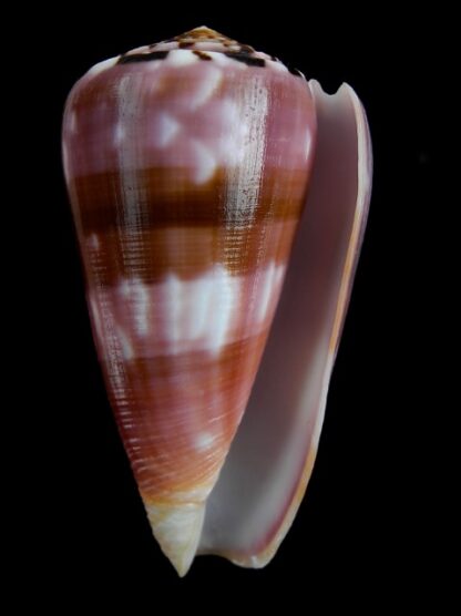 Conus gauguini 72,1 mm Gem-5543