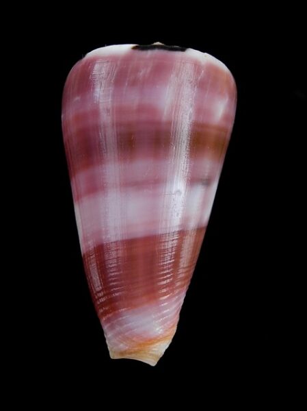 Conus gauguini 62 mm Gem-0
