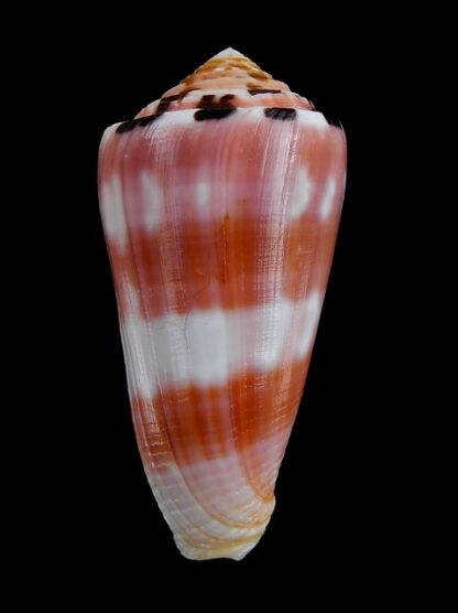 Conus gauguini 58,9 mm Gem-0