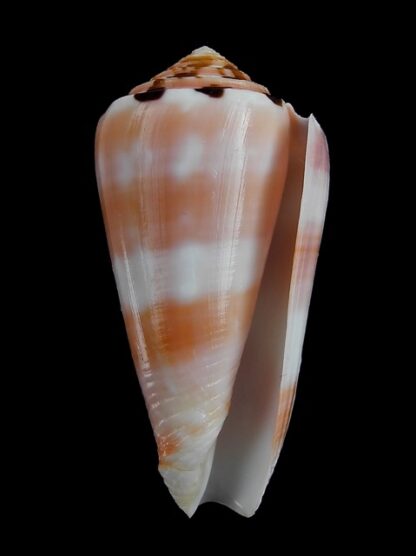 Conus gauguini 58,9 mm Gem-5554