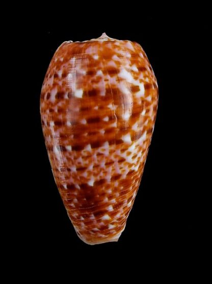 Conus bullatus " orange" Gem 51,7 mm-0