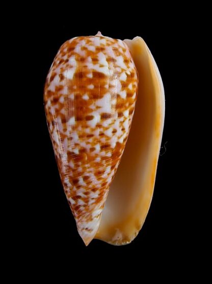 Conus bullatus " orange" Gem 51,7 mm-5558