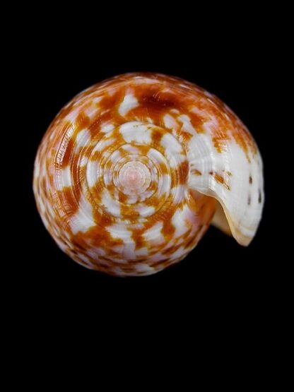 Conus bullatus " orange" Gem 51,7 mm-5556