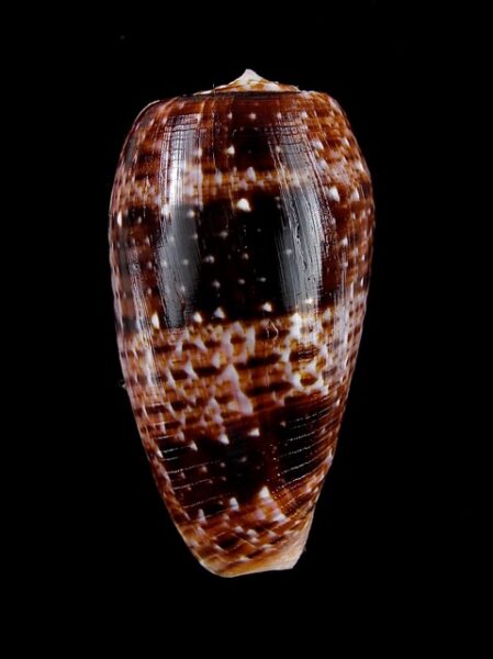 Conus bullatus " Black" Gem 50 mm-0