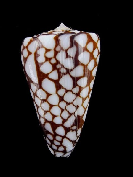 Eugeniconus marchionatus 39,8 mm F+++/Gem-0