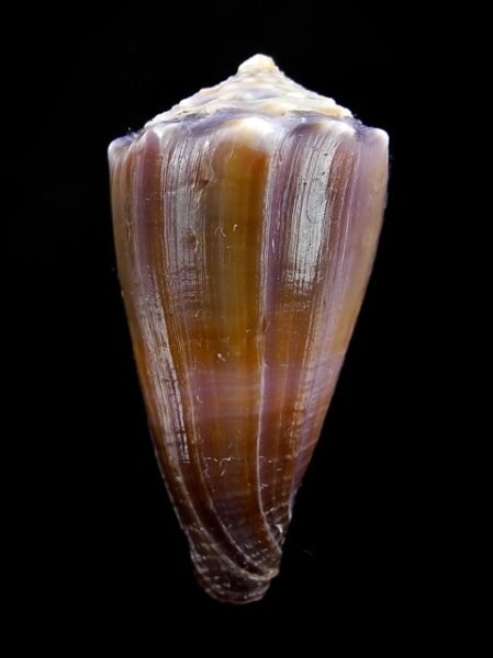 Conus conco F+++/Gem 38,5 mm-0