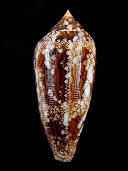 Conus aureus Gem 45,2 mm-0