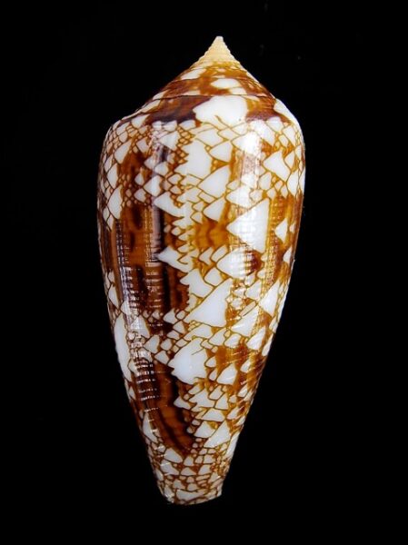 Conus aureus Gem 42,5 mm-0