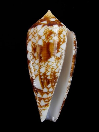 Conus aureus Gem 42,5 mm-5613