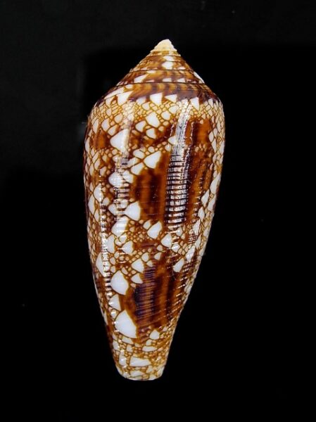 Conus aureus Gem 38,5 mm-0
