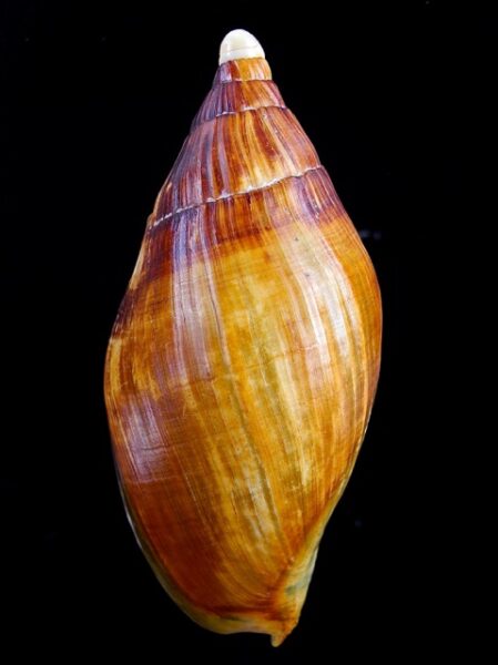 Voluta ericusa pappillosa Gem 102,5 mm-0