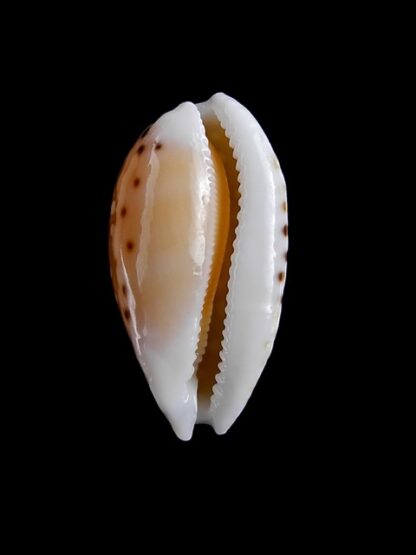 Cypraea cumingii. f. cleopatra " Geant " 24,9 mm Gem-5710