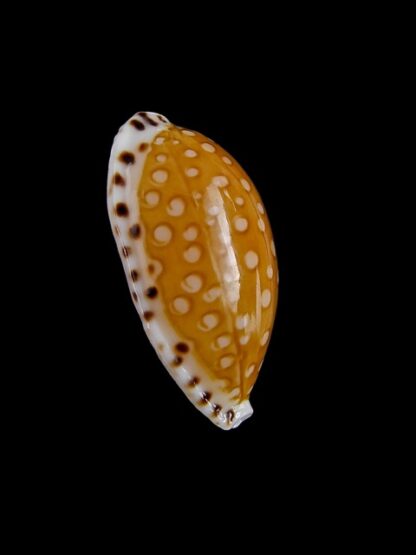 Cypraea cumingii. f. cleopatra " Geant " 24,9 mm Gem-5712