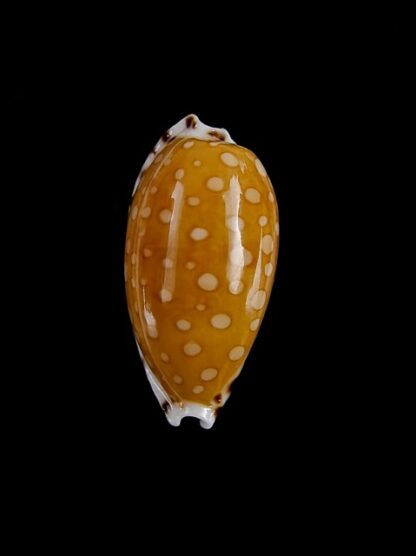 Cypraea cumingii. f. cleopatra " Geant " 24 mm Gem-5698
