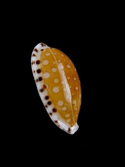 Cypraea cumingii. f. cleopatra " Geant " 24 mm Gem-5700